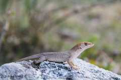 Anolis quercorum