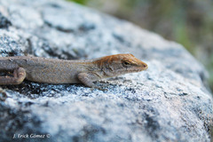 Anolis quercorum
