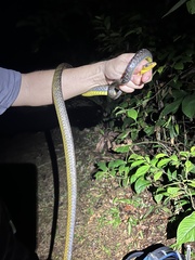 Chironius multiventris