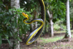 Chironius multiventris