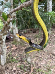 Chironius multiventris