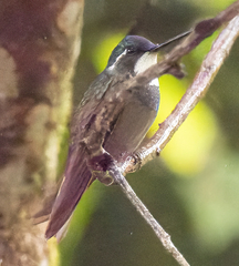Lampornis castaneoventris