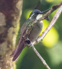 Lampornis castaneoventris
