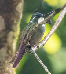 Lampornis castaneoventris