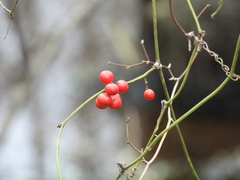 Smilax walteri