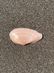 Eurytellina simulans