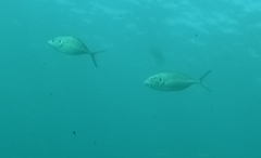 Pseudocaranx georgianus