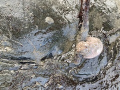Aplidium californicum
