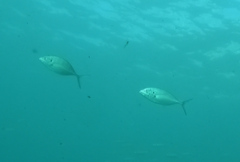 Pseudocaranx georgianus