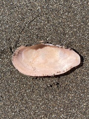 Eurytellina simulans