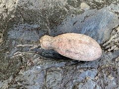 Aplidium californicum