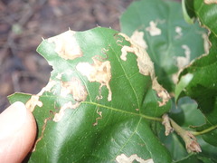 Stigmella variella