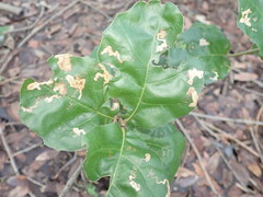 Stigmella variella
