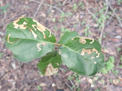 Stigmella variella