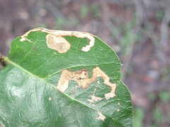 Stigmella variella