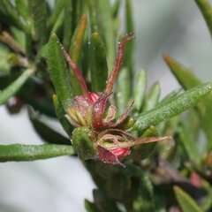Dodonaea ceratocarpa