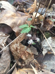 Erigenia bulbosa