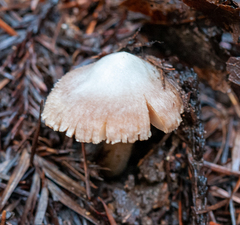 Entoloma holoconiotum