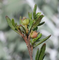 Dodonaea ceratocarpa