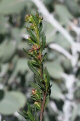 Dodonaea ceratocarpa