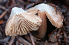 Entoloma holoconiotum