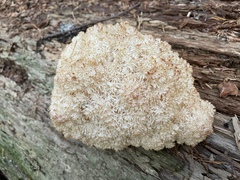 Hericium abietis