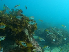 Atypichthys strigatus