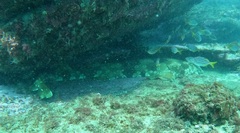 Orectolobus maculatus