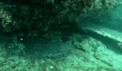 Orectolobus maculatus