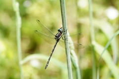 Eusynthemis guttata