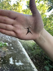 Micrathena militaris