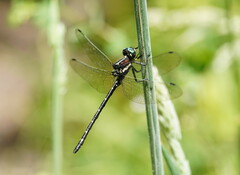 Eusynthemis guttata