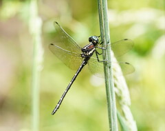 Eusynthemis guttata