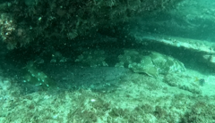 Orectolobus maculatus