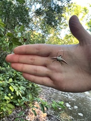 Micrathena militaris