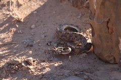 Bitis caudalis