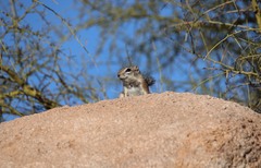 Ammospermophilus harrisii