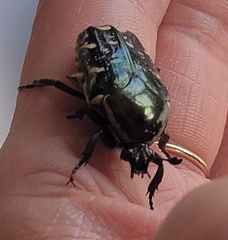 Amithao decemguttatus