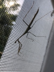 Phasmomantis sumichrasti