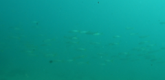 Trachurus novaezelandiae