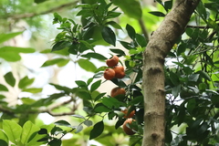Citrus deliciosa