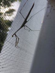 Phasmomantis sumichrasti