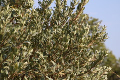 Ozoroa paniculosa paniculosa