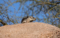 Ammospermophilus harrisii