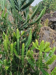 Euphorbia lactea