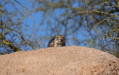 Ammospermophilus harrisii