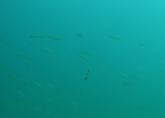 Trachurus novaezelandiae
