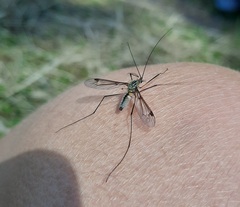 Leptotarsus vulpinus