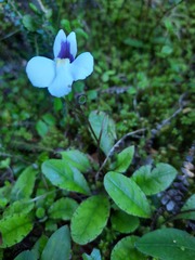 Mazus radicans