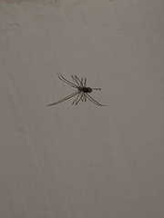 Physocyclus globosus